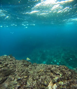 沖縄マリンサービス碧に投稿された画像（2024/11/26）