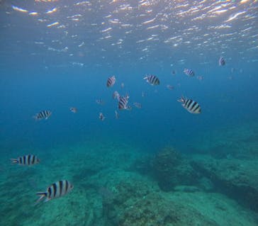 沖縄マリンサービス碧に投稿された画像（2024/11/26）