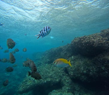 沖縄マリンサービス碧に投稿された画像（2024/11/26）