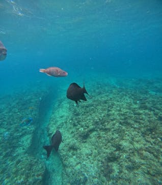 沖縄マリンサービス碧に投稿された画像（2024/11/26）