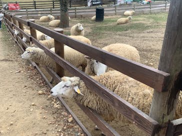 神戸市立六甲山牧場に投稿された画像（2024/11/26）