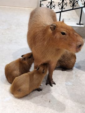 アニタッチ 東京ドームシティに投稿された画像（2024/11/26）