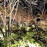 国営昭和記念公園 秋の夜散歩に投稿された画像（2024/11/26）
