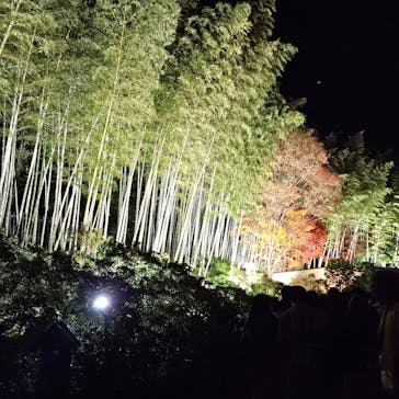 国営昭和記念公園 秋の夜散歩に投稿された画像（2024/11/26）