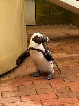 マクセル アクアパーク品川に投稿された画像（2024/11/26）