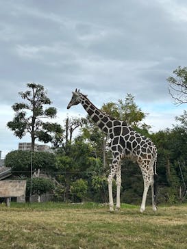 天王寺動物園に投稿された画像（2024/11/26）