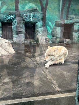天王寺動物園に投稿された画像（2024/11/26）