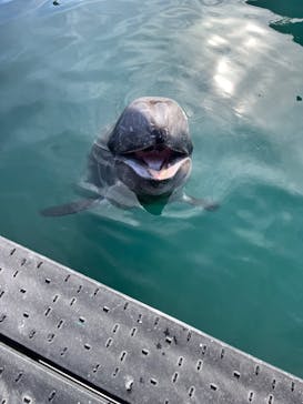 太地町立くじらの博物館に投稿された画像（2024/11/26）