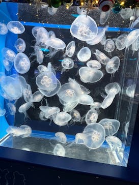 しながわ水族館に投稿された画像（2024/11/26）