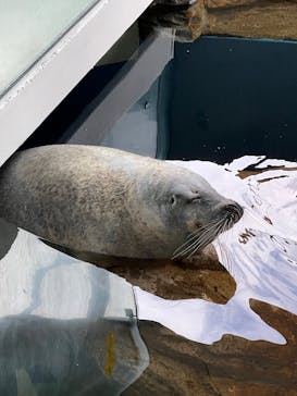 しながわ水族館に投稿された画像（2024/11/26）
