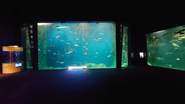 サケのふるさと 千歳水族館に投稿された画像（2024/11/26）