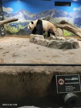 恩賜上野動物園に投稿された画像（2024/11/26）