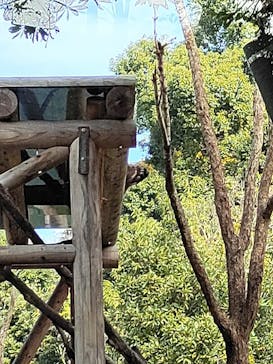 恩賜上野動物園に投稿された画像（2024/11/26）