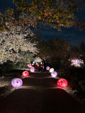 国営昭和記念公園 秋の夜散歩に投稿された画像（2024/11/26）