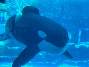 名古屋港水族館に投稿された画像（2024/11/26）