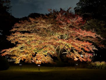六義園に投稿された画像（2024/11/26）