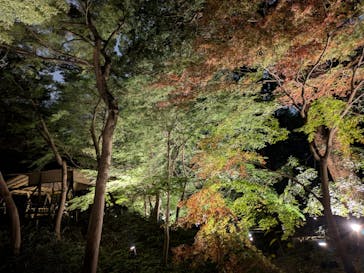 六義園に投稿された画像（2024/11/26）