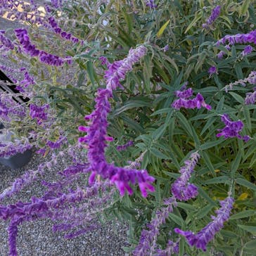 ぎふワールド・ローズガーデンに投稿された画像（2024/11/26）