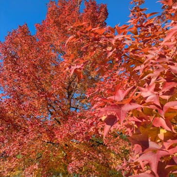 ぎふワールド・ローズガーデンに投稿された画像（2024/11/26）