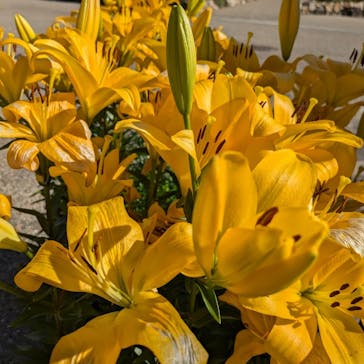 ぎふワールド・ローズガーデンに投稿された画像（2024/11/26）