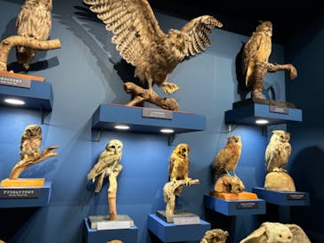 特別展「鳥 ～ゲノム解析が解き明かす新しい鳥類の系統～」国立科学博物館に投稿された画像（2024/11/26）