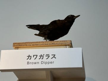 特別展「鳥 ～ゲノム解析が解き明かす新しい鳥類の系統～」国立科学博物館に投稿された画像（2024/11/26）