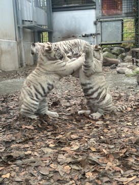 伊豆アニマルキングダムに投稿された画像（2024/11/26）