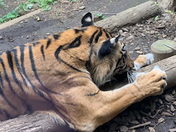 恩賜上野動物園に投稿された画像（2024/11/26）