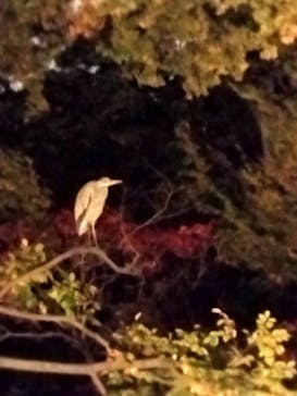 六義園に投稿された画像（2024/11/26）