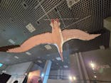 特別展「鳥 ～ゲノム解析が解き明かす新しい鳥類の系統～」国立科学博物館に投稿された画像（2024/11/27）