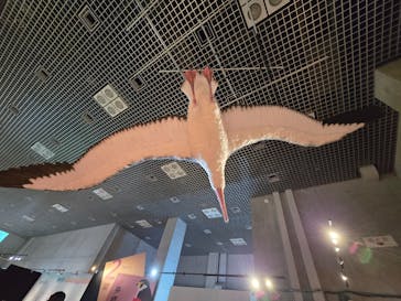特別展「鳥 ～ゲノム解析が解き明かす新しい鳥類の系統～」国立科学博物館に投稿された画像（2024/11/26）