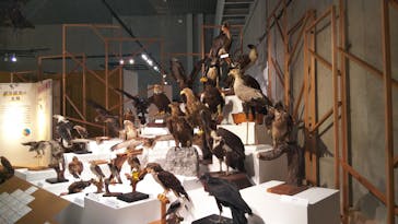 特別展「鳥 ～ゲノム解析が解き明かす新しい鳥類の系統～」国立科学博物館に投稿された画像（2024/11/26）