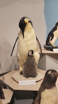 特別展「鳥 ～ゲノム解析が解き明かす新しい鳥類の系統～」国立科学博物館に投稿された画像（2024/11/26）