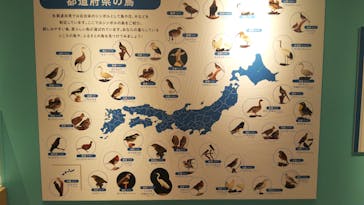 特別展「鳥 ～ゲノム解析が解き明かす新しい鳥類の系統～」国立科学博物館に投稿された画像（2024/11/26）