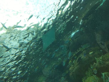 名古屋港水族館に投稿された画像（2024/11/26）