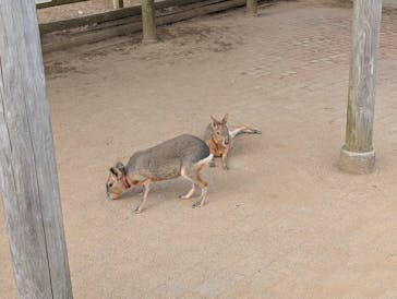 マザー牧場に投稿された画像（2024/11/26）