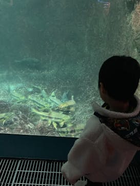 サケのふるさと 千歳水族館に投稿された画像（2024/11/26）