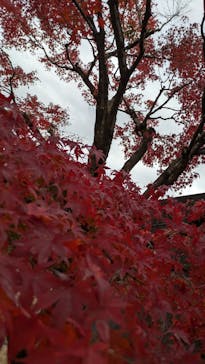 彫刻の森美術館に投稿された画像（2024/11/26）