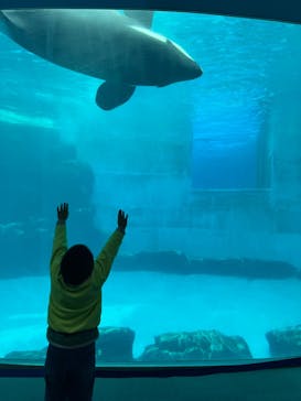 名古屋港水族館に投稿された画像（2024/11/26）