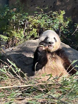 恩賜上野動物園に投稿された画像（2024/11/27）