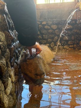 おさるの湯もみ処　おさ湯に投稿された画像（2024/11/27）