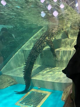 NIFREL（ニフレル）に投稿された画像（2024/11/27）