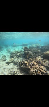 武藤潜水に投稿された画像（2024/11/27）