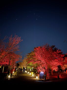 NAKED meets 二条城 2025 観月に投稿された画像（2024/11/27）