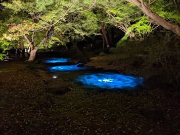 六義園に投稿された画像（2024/11/27）