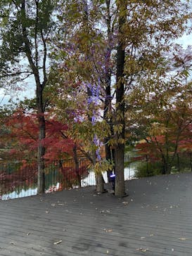 ムーミンバレーパークに投稿された画像（2024/11/27）