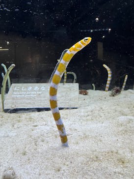 京都水族館に投稿された画像（2024/11/27）