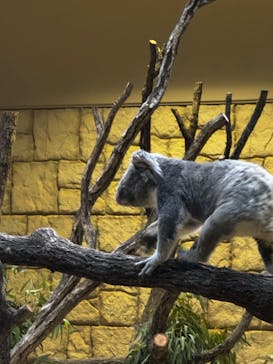 名古屋市東山動植物園に投稿された画像（2024/11/27）