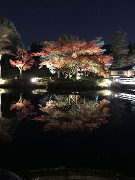 国営昭和記念公園 秋の夜散歩に投稿された画像（2024/11/27）