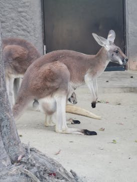 名古屋市東山動植物園に投稿された画像（2024/11/27）